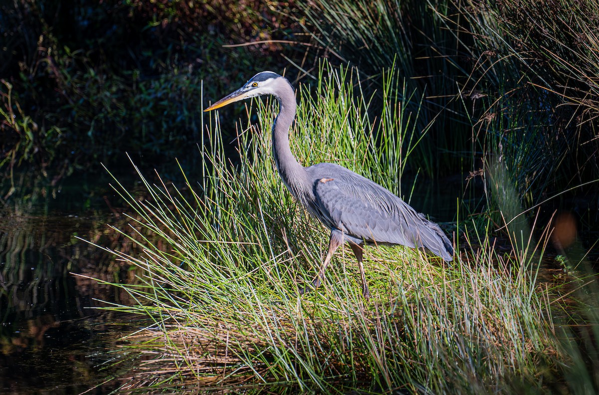 Amerika Gri Balıkçılı - ML644577516