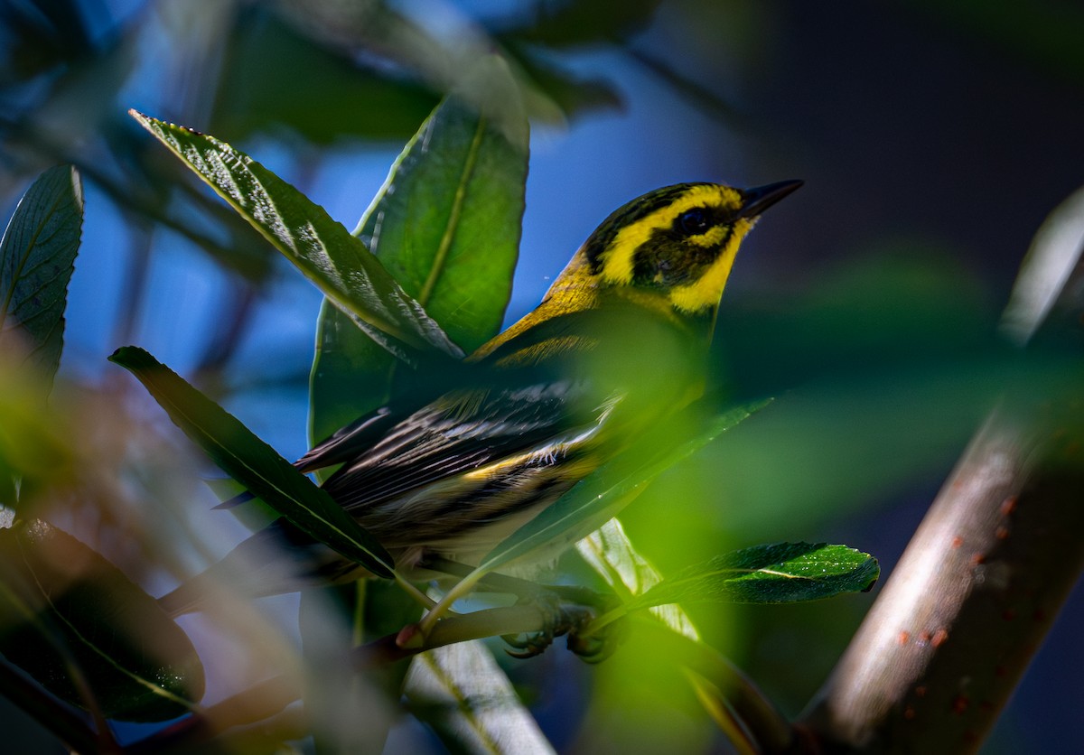 Пісняр-лісовик західний - ML644577518
