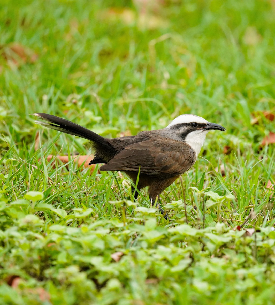 オーストラリアマルハシ - ML644577528