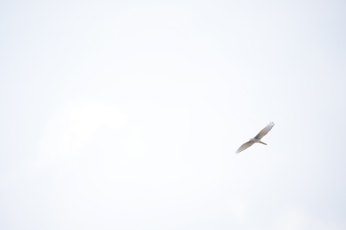 White-eyed Buzzard - ML644577529