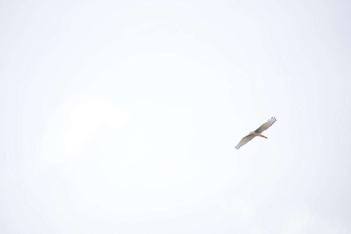 White-eyed Buzzard - ML644577530