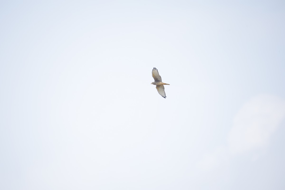White-eyed Buzzard - ML644577531
