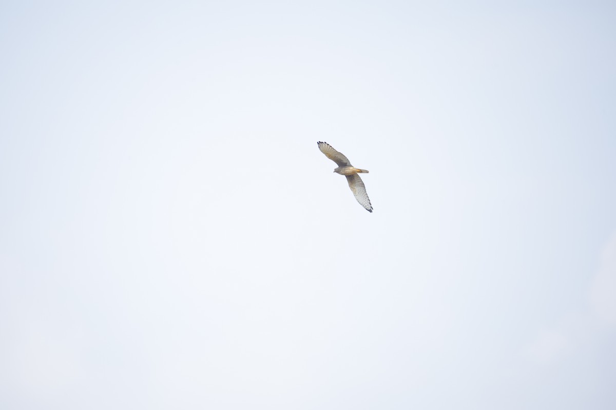 White-eyed Buzzard - ML644577532