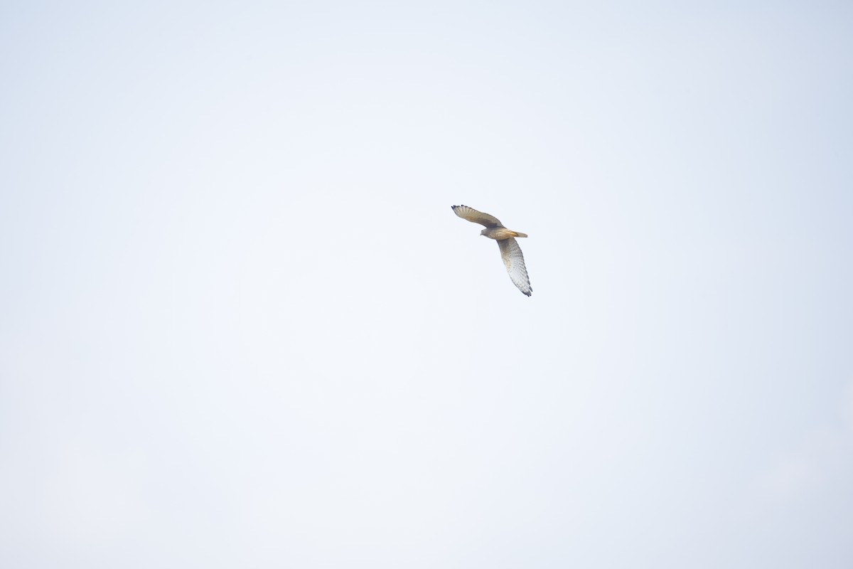 White-eyed Buzzard - ML644577533