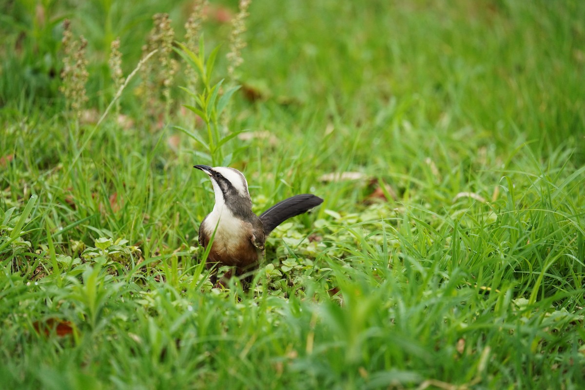 オーストラリアマルハシ - ML644577535