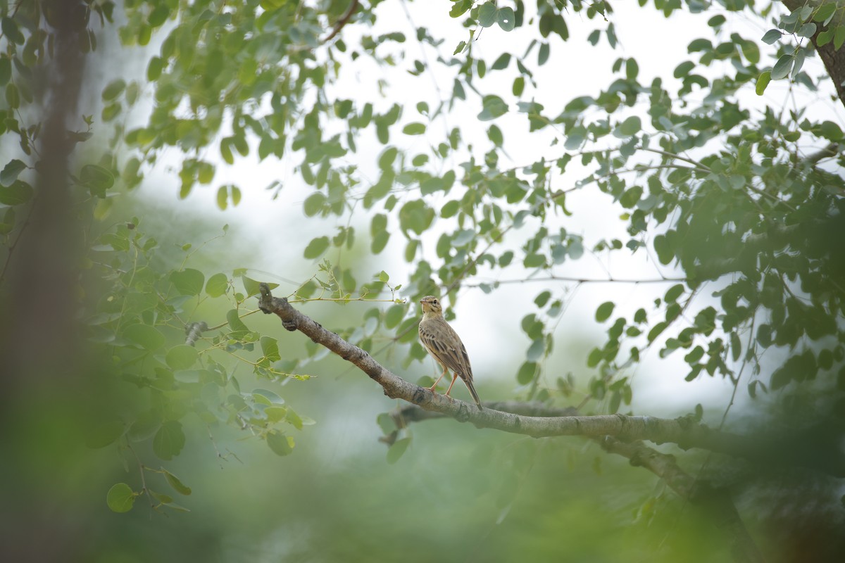 稻田鷚 - ML644577543