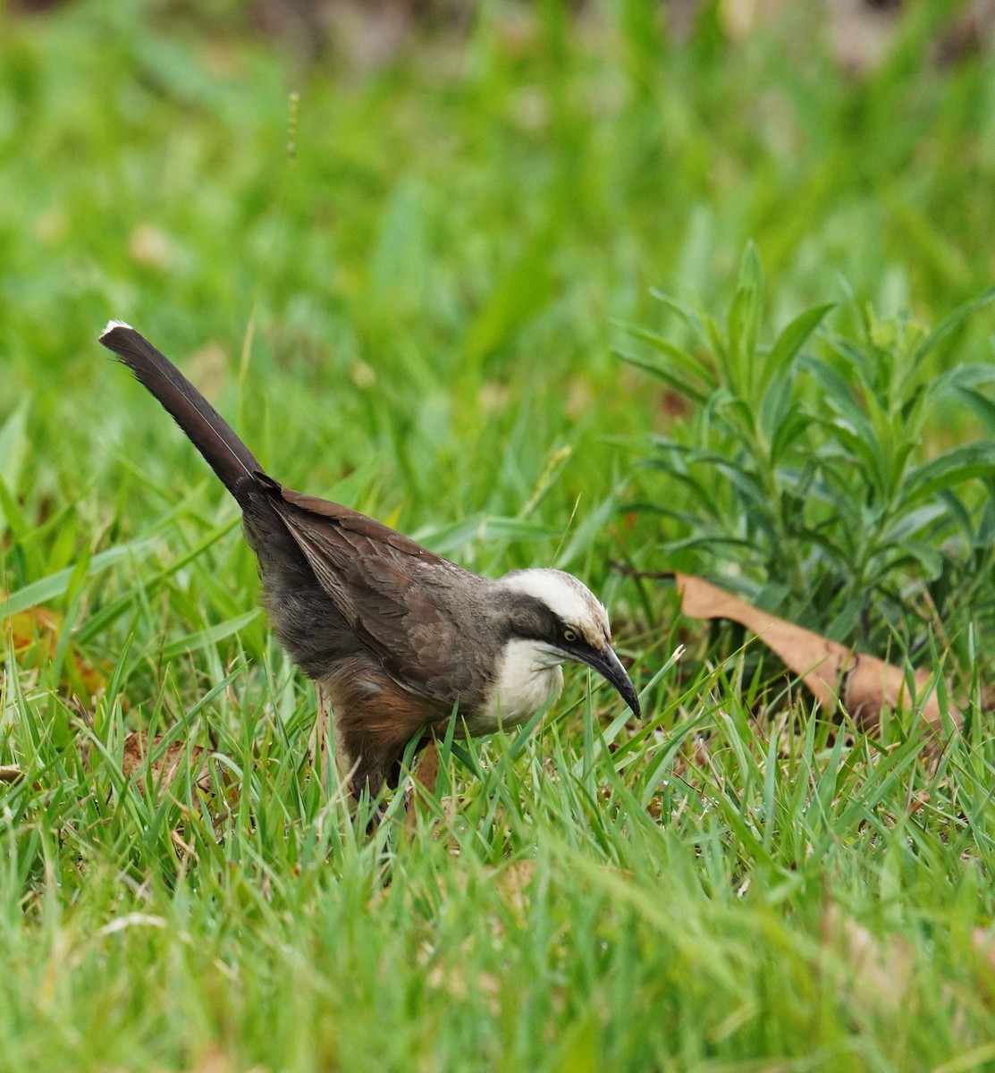 オーストラリアマルハシ - ML644577553