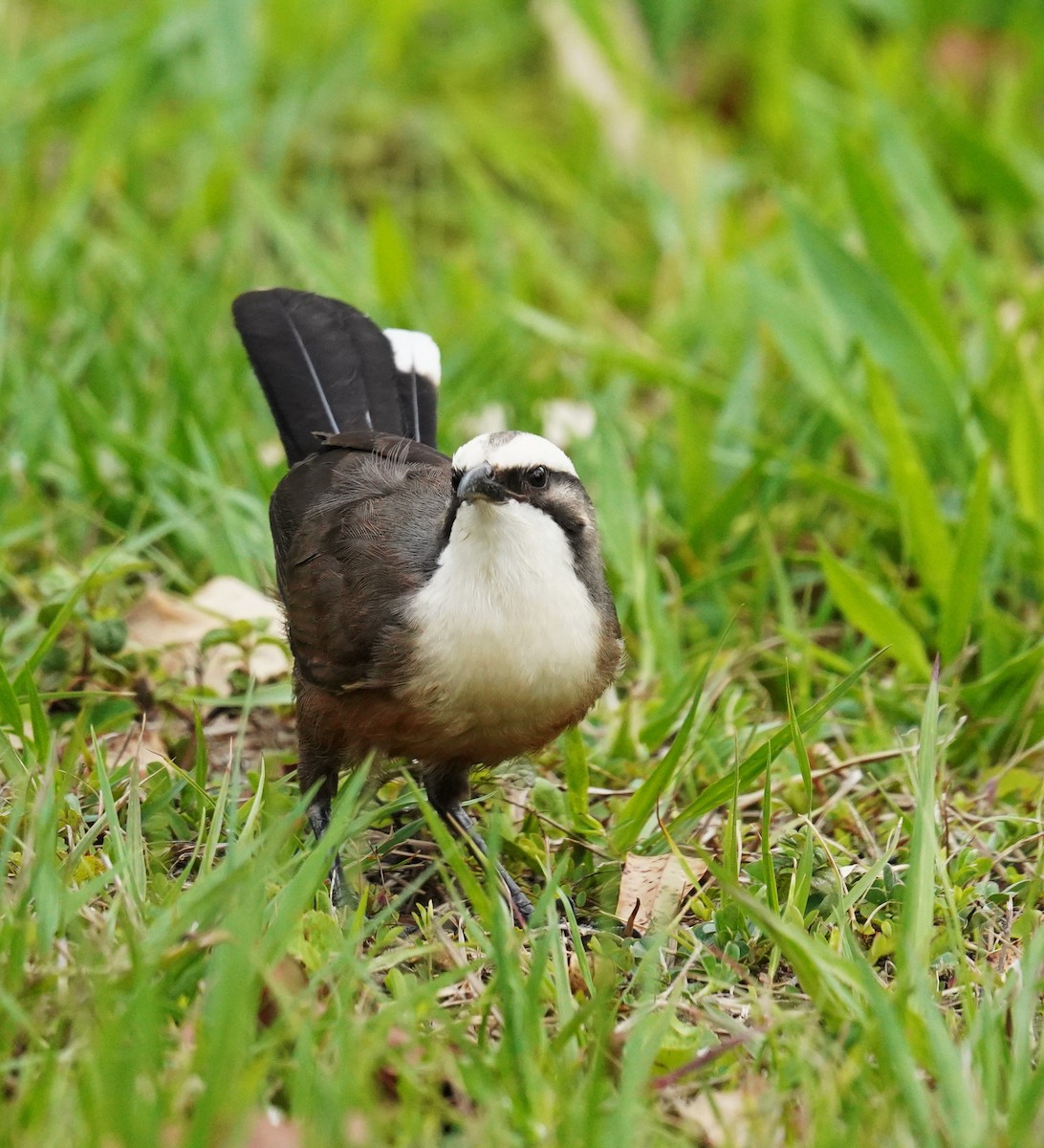 オーストラリアマルハシ - ML644577564