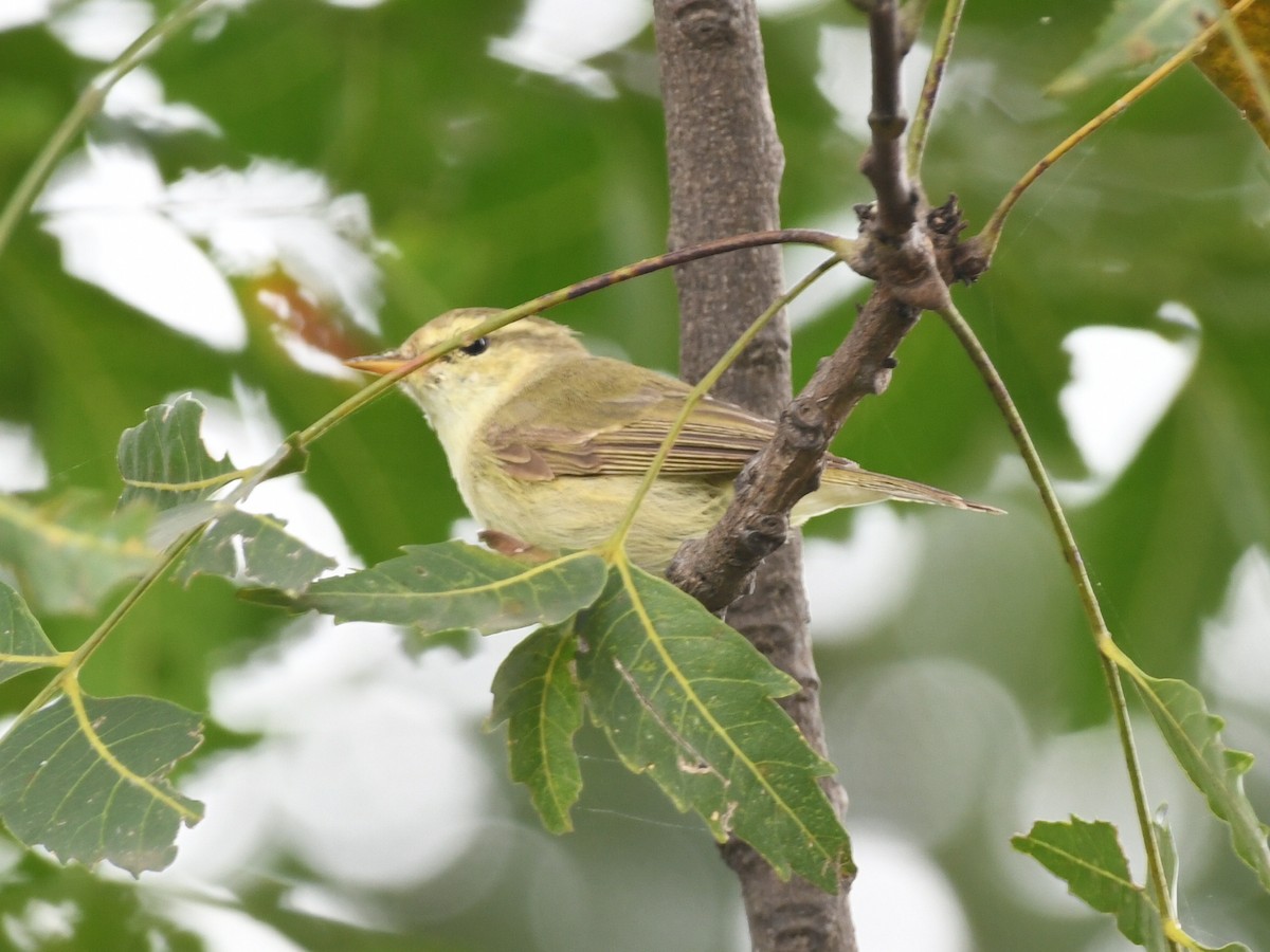 budníček zelený - ML644577565