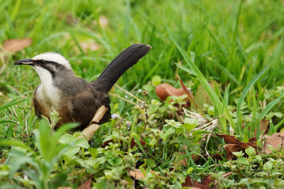 オーストラリアマルハシ - ML644577566