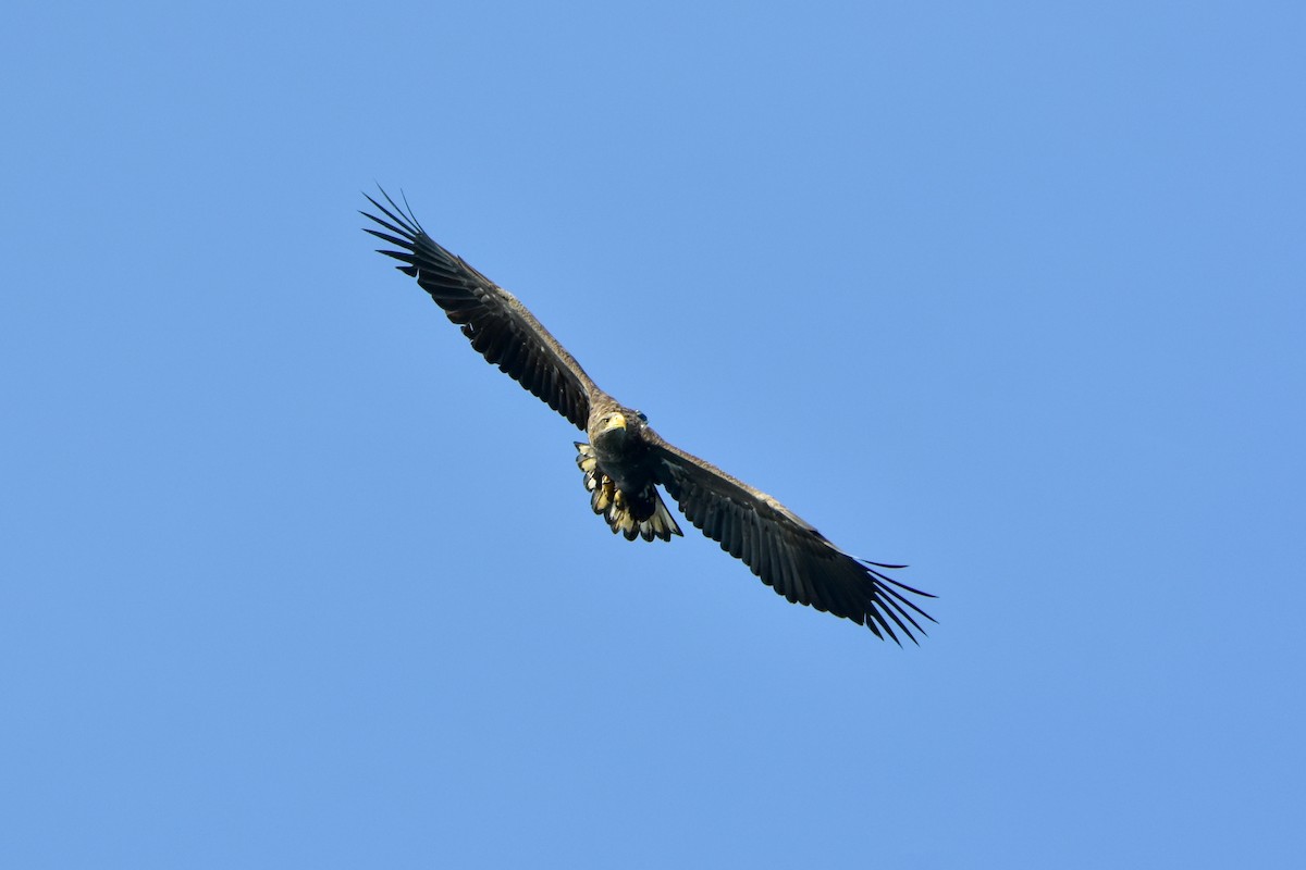 White-tailed Eagle - ML644577567