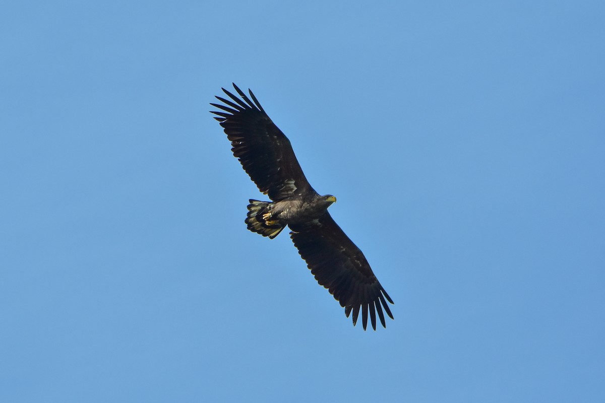 White-tailed Eagle - ML644577568