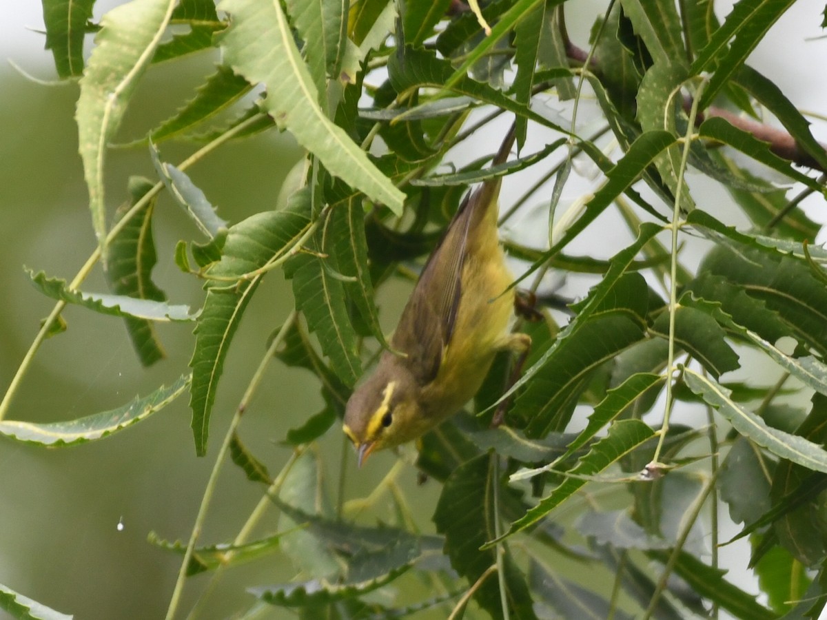 Tickell Çıvgını - ML644577581