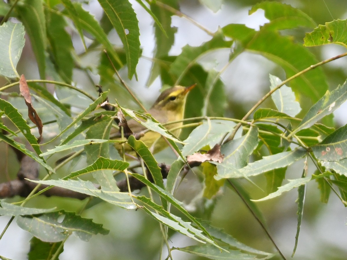 Tickell Çıvgını - ML644577583