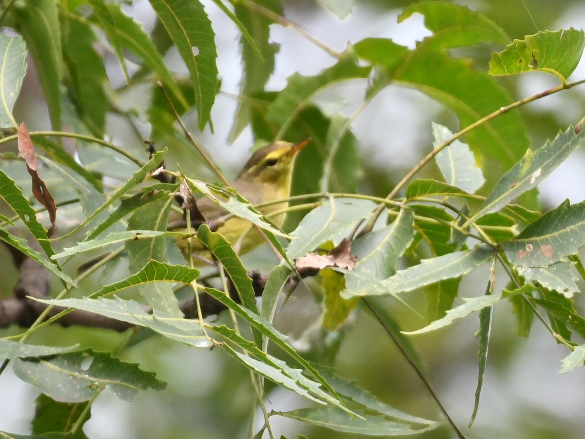 Tickell Çıvgını - ML644577584