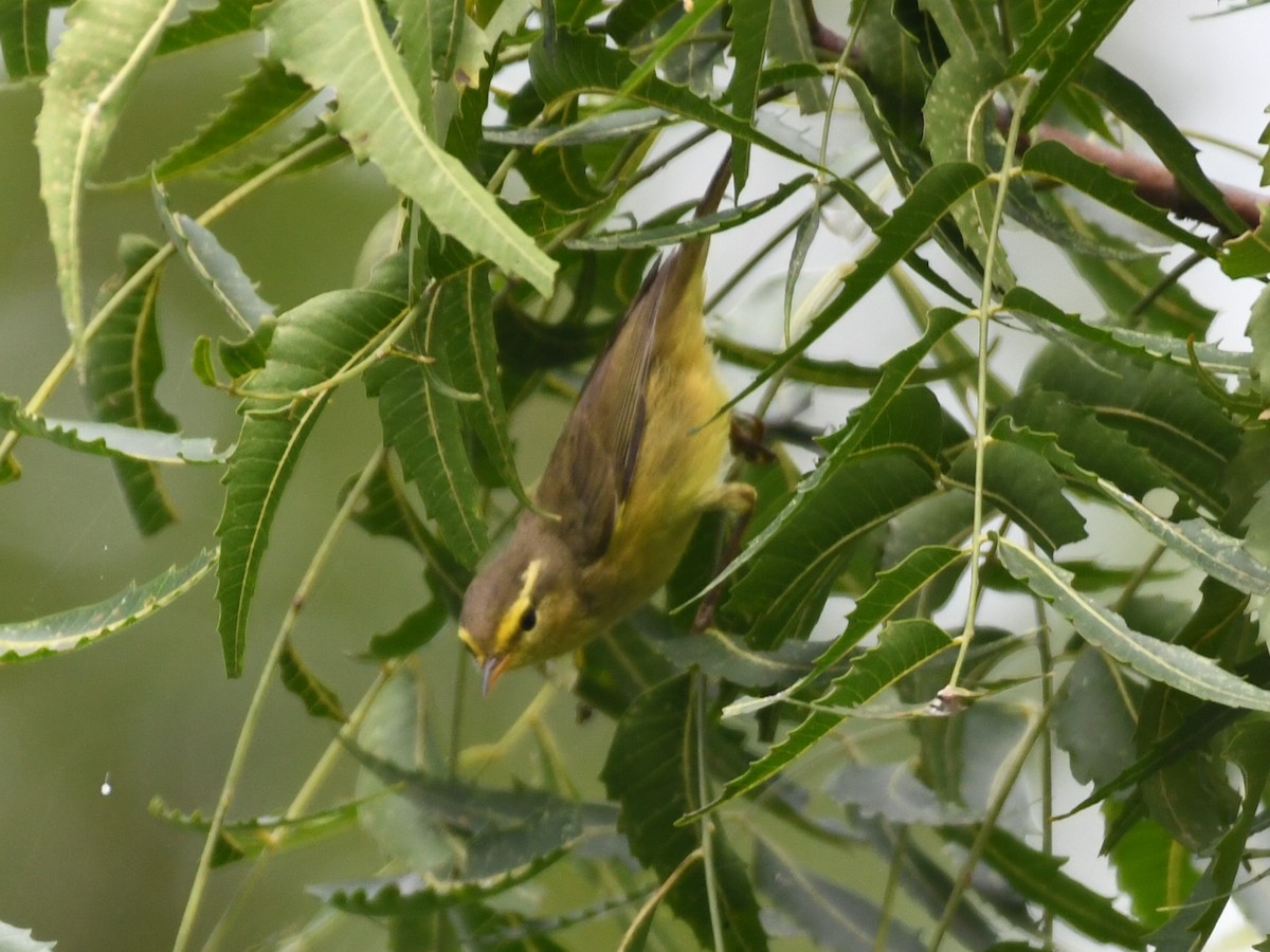 Tickell Çıvgını - ML644577585