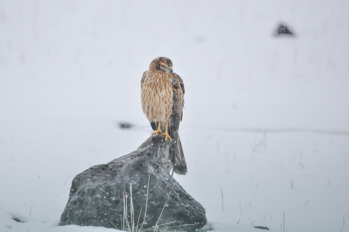 Mirotz urdina - ML644577586