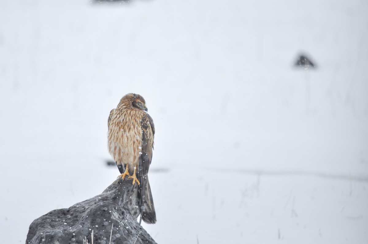 Mirotz urdina - ML644577587