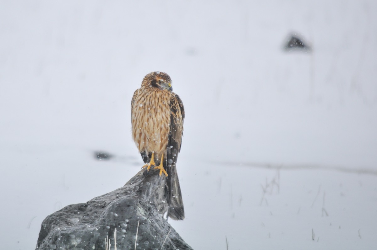 Mirotz urdina - ML644577588