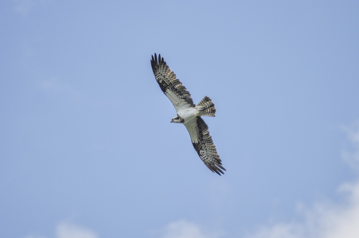 Arrano arrantzalea - ML644577605