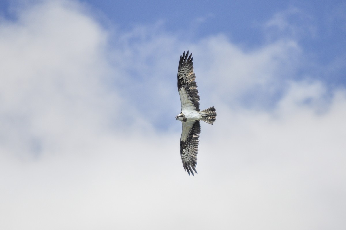 Arrano arrantzalea - ML644577606