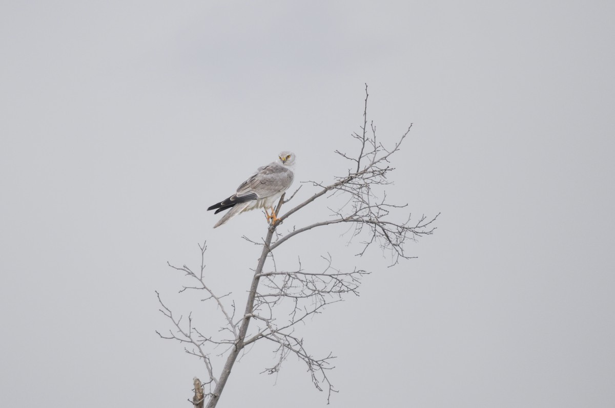 Mirotz lepazuria - ML644577610