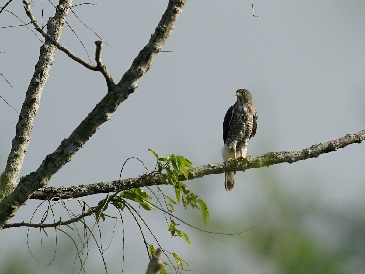 Schopfhabicht - ML644577611