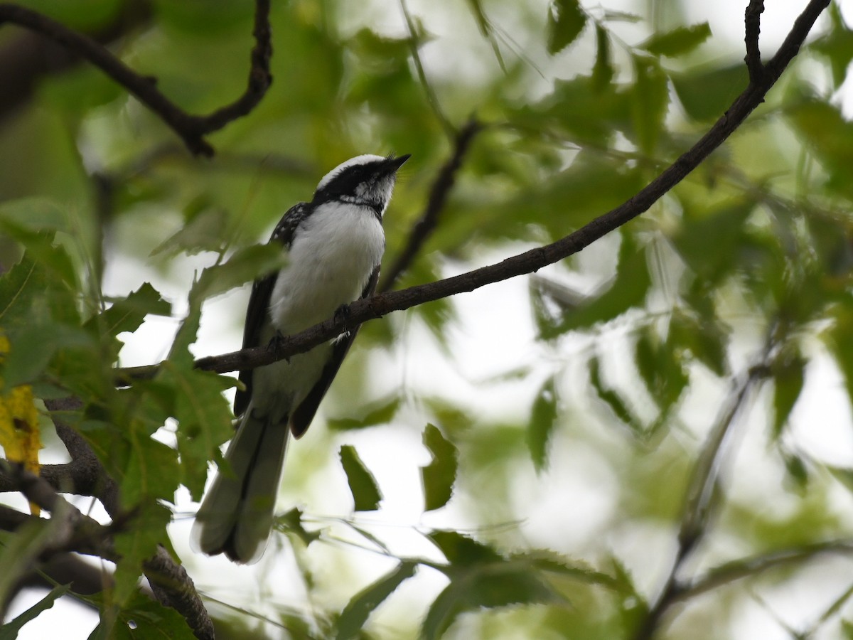 White-browed Fantail - ML644577614