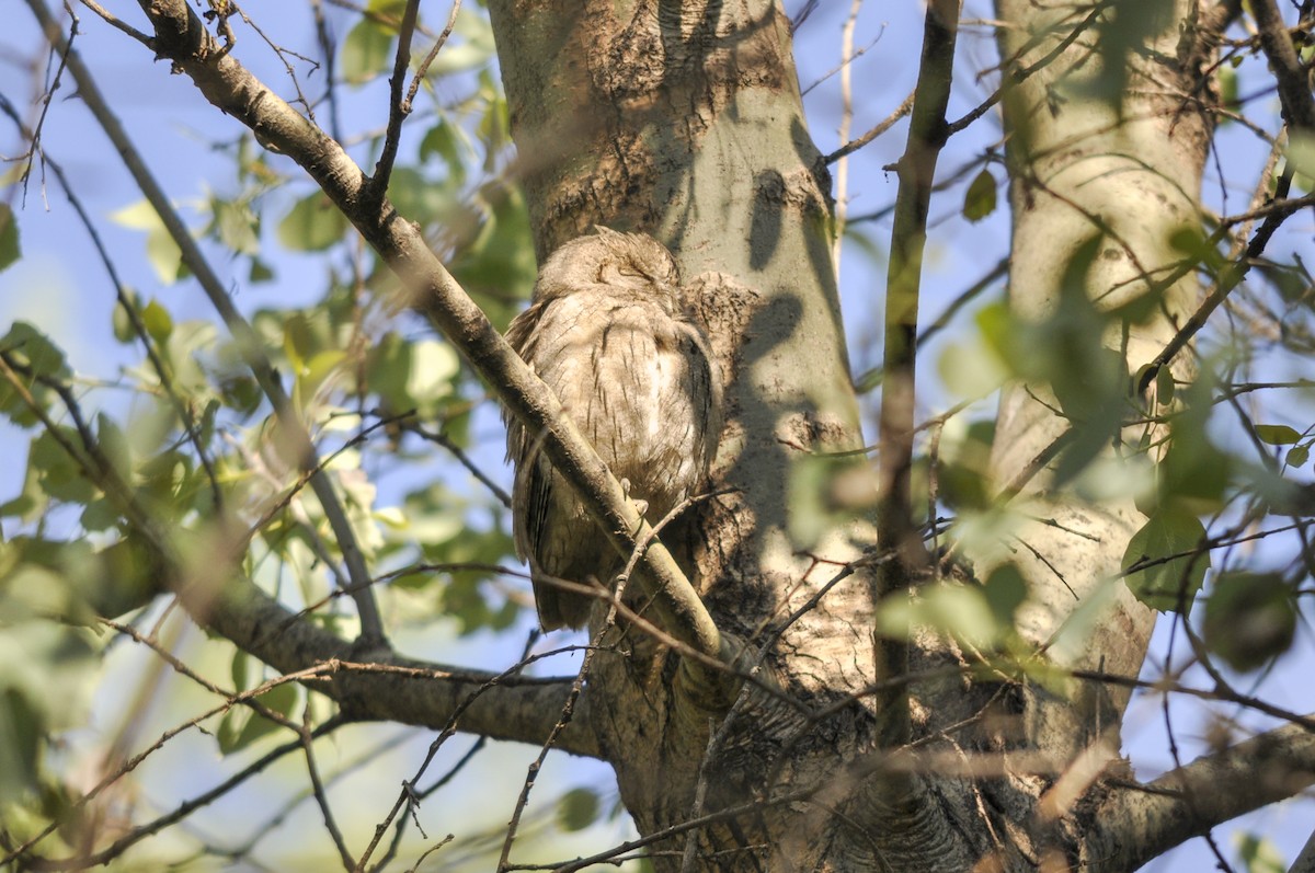 Apo-hontz argia - ML644577616