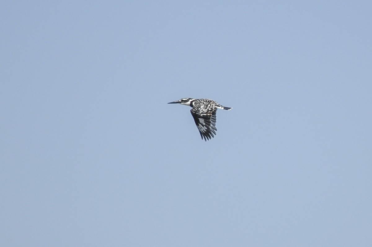 Pied Kingfisher - ML644577622