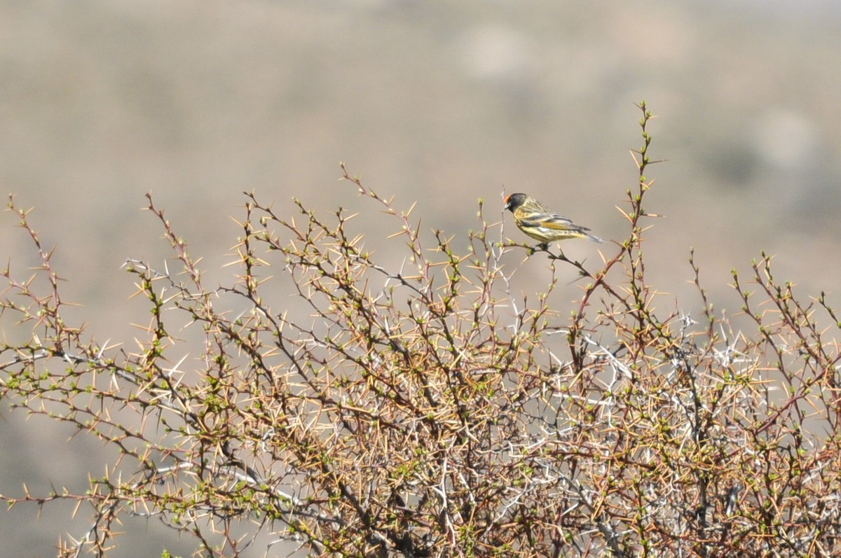 Txirriskila kopetagorria - ML644577636