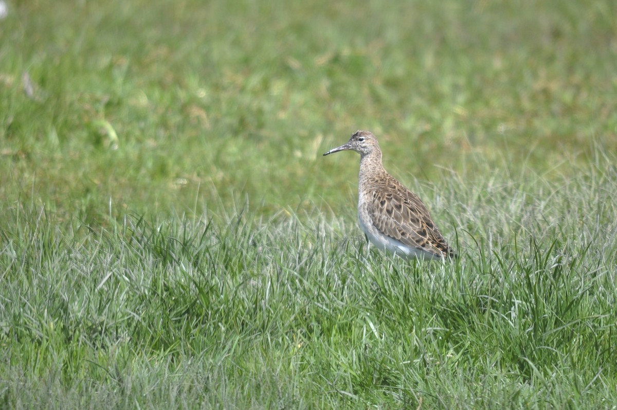 Borrokalaria - ML644577640