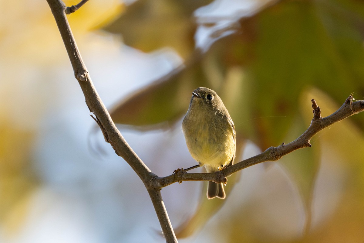 Золотомушка рубіновочуба - ML644577643