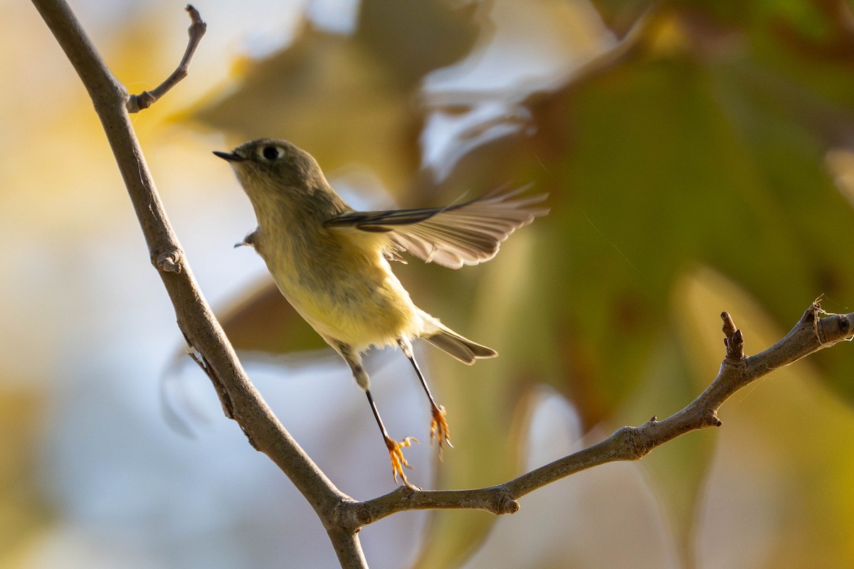 Золотомушка рубіновочуба - ML644577644