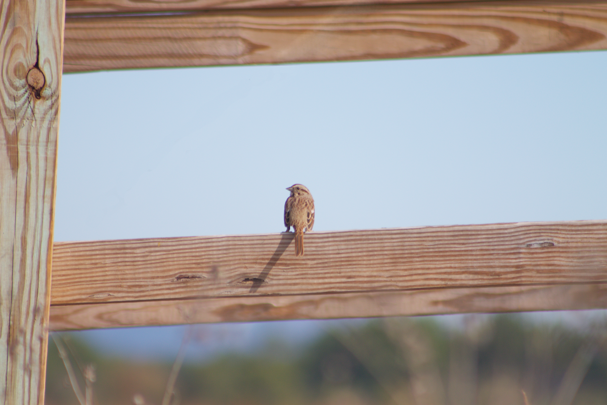 Bruant chanteur - ML644577645