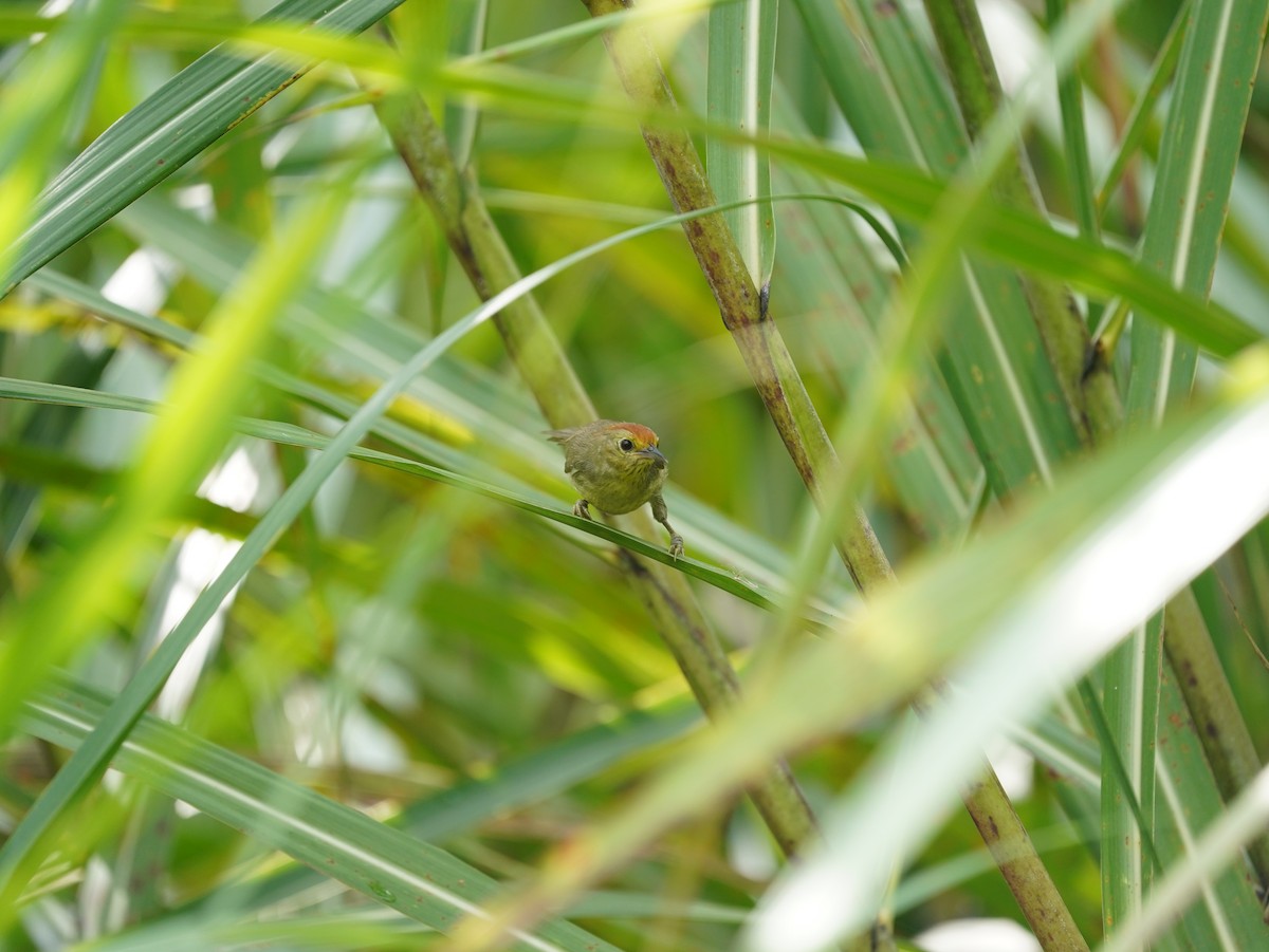 Rotkopf-Buschtimalie - ML644577646