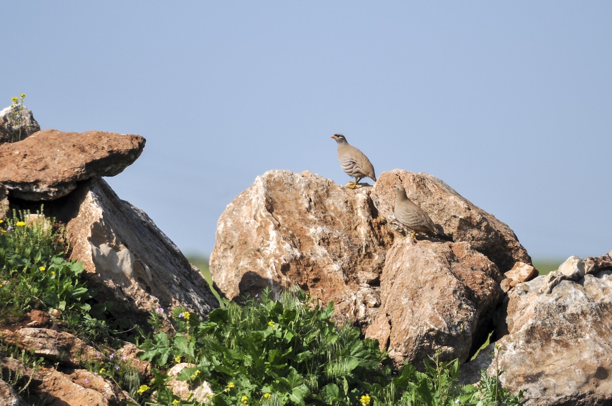 Si-si eperra - ML644577653