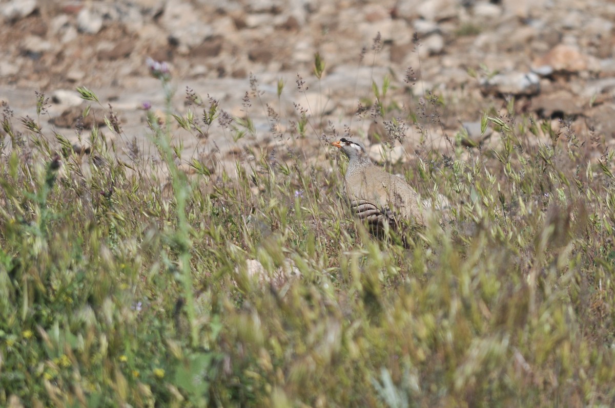 Si-si eperra - ML644577654