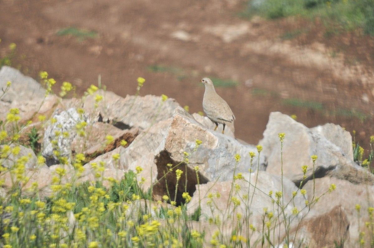 Si-si eperra - ML644577655