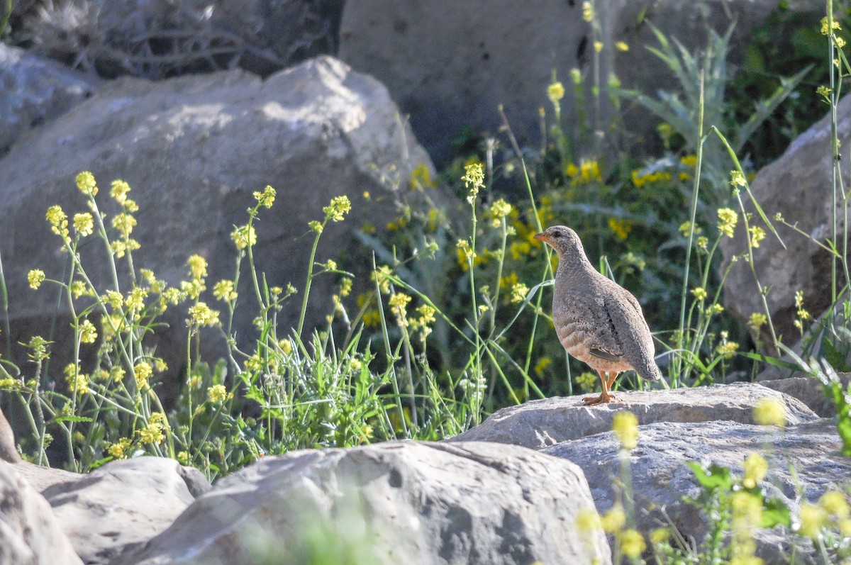 Si-si eperra - ML644577656