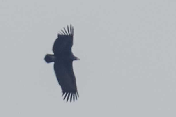 Buitre Negro - ML644577658