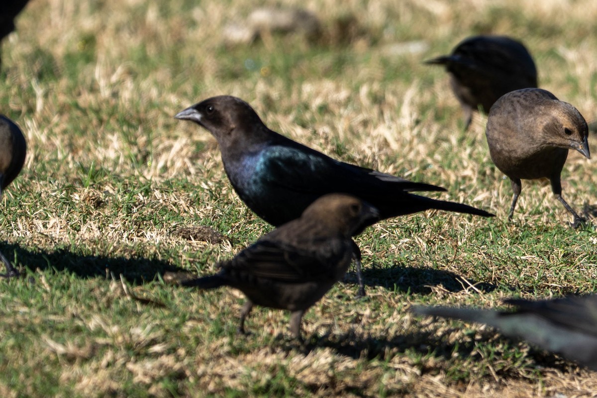 Brown-headed Cowbird - ML644577660