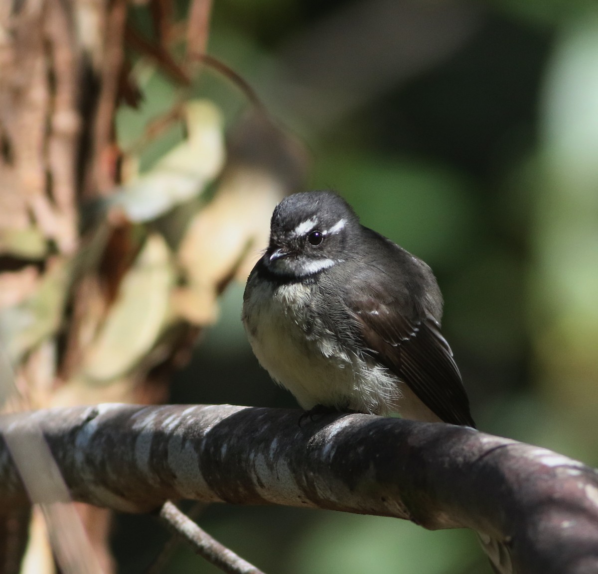 Gray Fantail - ML644577665