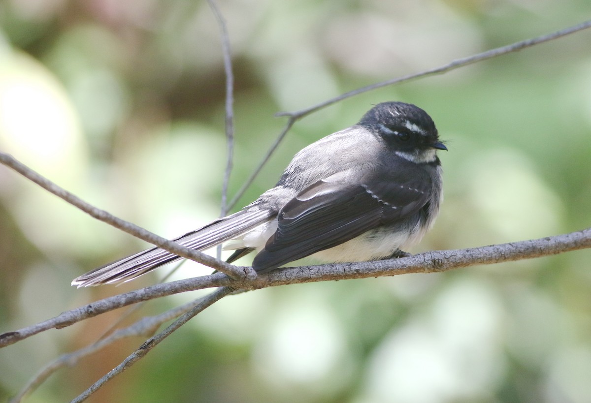 Gray Fantail - ML644577666