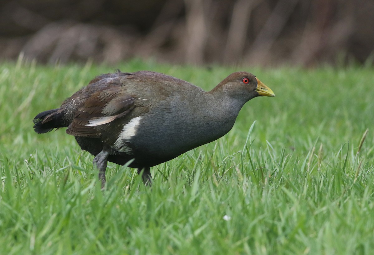 Tasmanian Nativehen - ML644577670