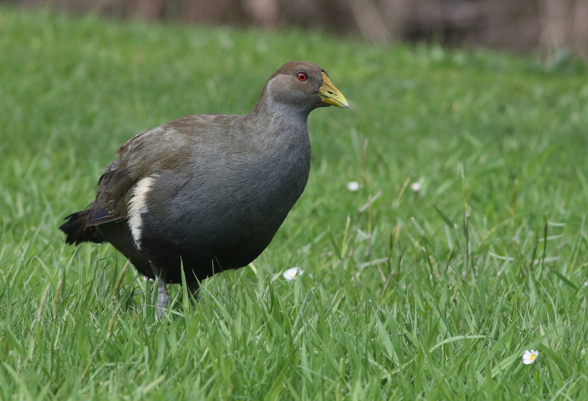 Tasmanian Nativehen - ML644577671