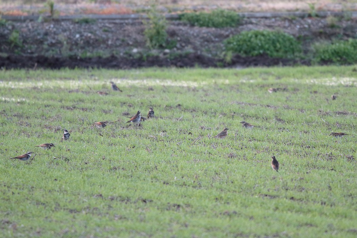 Grive de Naumann - ML644577679