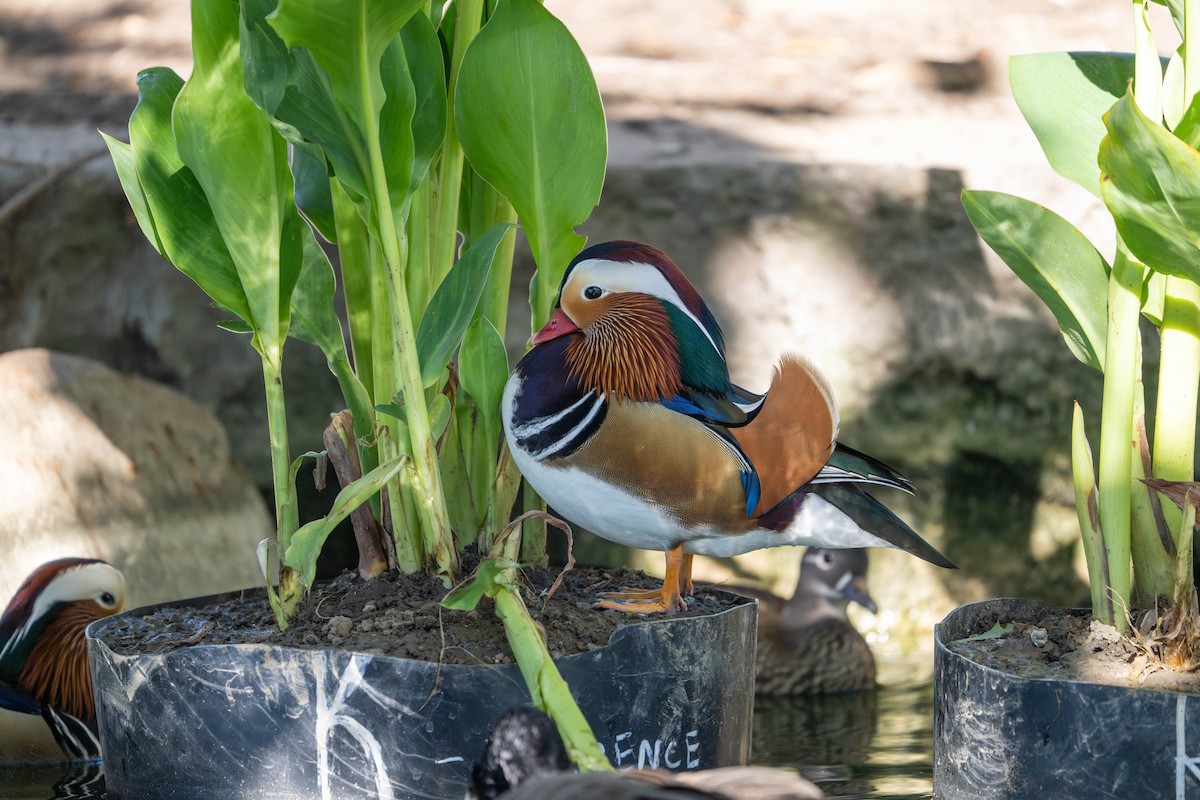 オシドリ - ML644577685