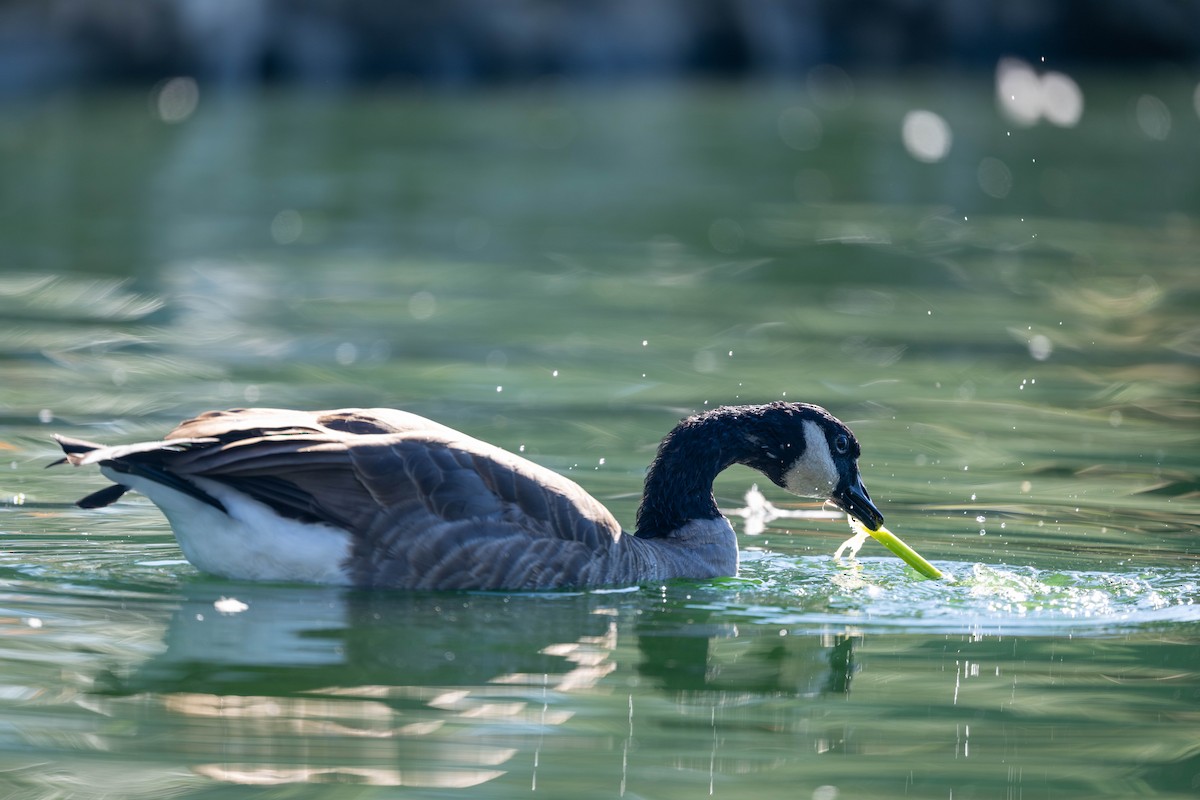 Казарка канадська - ML644577692