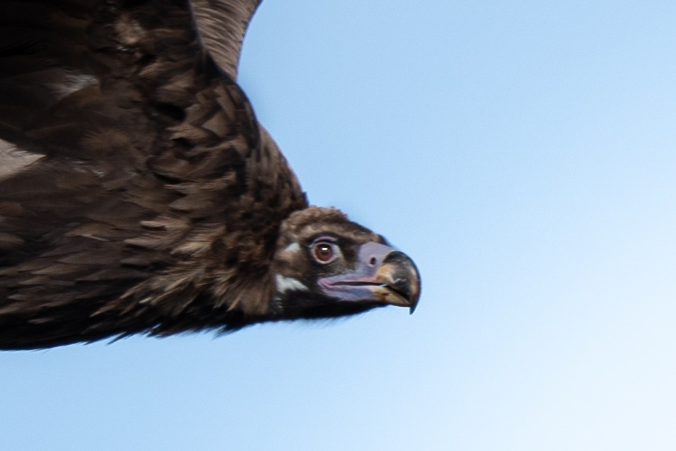 Buitre Negro - ML644577700